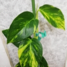 Отзыв про Эпипремнум Пиннатум Еллоу Вариегата от Филодендрон лимон лайм