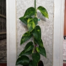 Отзыв про Эпипремнум Пиннатум Еллоу Вариегата от Филодендрон лимон лайм