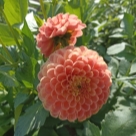 Отзыв про Георгины Корнел Бронз от Ирина, Татарстан