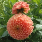 Отзыв про Георгины Корнел Бронз от Ирина, Татарстан