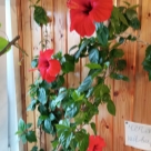 Отзыв про Гибискус китайский (Китайская роза) от Ирина, Татарстан