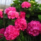 Отзыв про Гортензия Альпенглюхен от Малина, Липецк