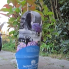 Отзыв про Гортензия Блум Стар от Малина, Липецк