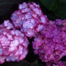 Отзыв про Гортензия Мисс Саори от Малина, Липецк