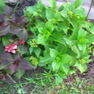 Отзыв про Гортензия Мисс Саори от Малина, Липецк