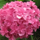 Отзыв про Гортензия Ю энд Ми Перфекшн от Малина, Липецк