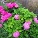 Отзыв про Гортензия Ю энд Ми Перфекшн от Малина, Липецк