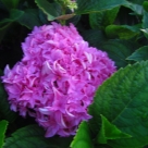 Отзыв про Гортензия Ю энд Ми Перфекшн от Малина, Липецк