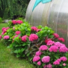 Отзыв про Гортензия Ю энд Ми Тугезе от Малина, Липецк