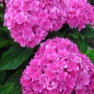 Отзыв про Гортензия Ю энд Ми Тугезе от Малина, Липецк