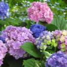 Отзыв про Гортензия Ю энд Ми Тугезе от Малина, Липецк