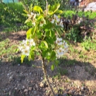 Отзыв про Груша Санреми от Виталий, Севастополь