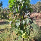 Отзыв про Груша Санреми от Виталий, Севастополь