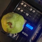 Отзыв про Груша Санреми от Виталий, Севастополь