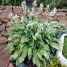 Отзыв про Хоста Антиох от Оксана