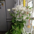 Отзыв про Хризантема Зембла белая от Любовь Ростовская область