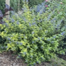 Отзыв про Кариоптерис (Орехокрыльник) от Краснодар