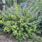 Отзыв про Кариоптерис (Орехокрыльник) от Краснодар