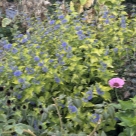 Отзыв про Кариоптерис (Орехокрыльник) от Краснодар