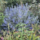 Отзыв про Кариоптерис (Орехокрыльник) от Краснодар