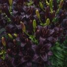 Отзыв про Лилия Найт Райдер от Виталий, Приморский край