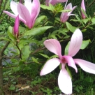 Отзыв про Магнолия Сьюзан от Вячеслав, г. Иваново