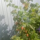 Отзыв про Малина Оранжевое Чудо от Надежда