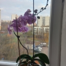 Отзыв про Орхидея Андорра от Ольга, Москва