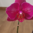 Отзыв про Орхидея Вивальди от Ирина