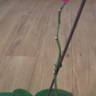 Отзыв про Орхидея Вивальди от Ирина