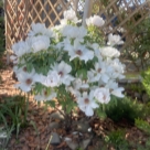 Отзыв про Пионы Белый Феникс