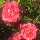 Отзыв про Роза Ай Эм Макмиллан от Елена, г. Пермь