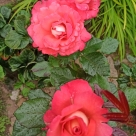 Отзыв про Роза Ай Эм Макмиллан от Елена, г. Пермь