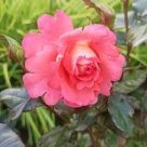 Отзыв про Роза Ай Эм Макмиллан от Елена, г. Пермь