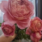 Отзыв про Роза Джубили Селебрейшн