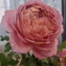 Отзыв про Роза Джубили Селебрейшн