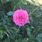 Отзыв про Роза Парад от Евгения, Нижегородская область