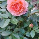 Отзыв про Роза Прометей от Ирина, г. Рязань