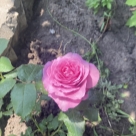 Отзыв про Роза Сурир де Периге от user