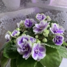 Отзыв про Сенполия (комнатная фиалка) Buckeye Seductress от Людмила