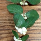 Отзыв про Снежноягодник белый (кистистый) от Светлана, Красноярский край Таймырский Долгано-Ненецкий р-он