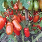 Отзыв про Томат Дрова от Галина, север Тверской области