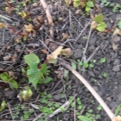 Отзыв про Виноград Зилга от Олег. Барнаул, Алтайский край.