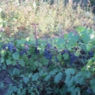 Отзыв про Виноград Зилга от Олег. Барнаул, Алтайский край.