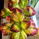 Отзыв про Колеус от Елена, Кузбасс