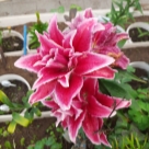 Отзыв про Лилия Роузлили Лорена от Елена, г. Пермь.