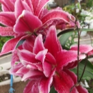 Отзыв про Лилия Роузлили Лорена от Елена, г. Пермь.