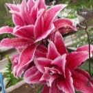 Отзыв про Лилия Роузлили Лорена от Елена, г. Пермь.