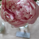 Отзыв про Пионы Кёнингин Вильгельмина от LIUDMILA