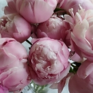 Отзыв про Пионы Кёнингин Вильгельмина от LIUDMILA